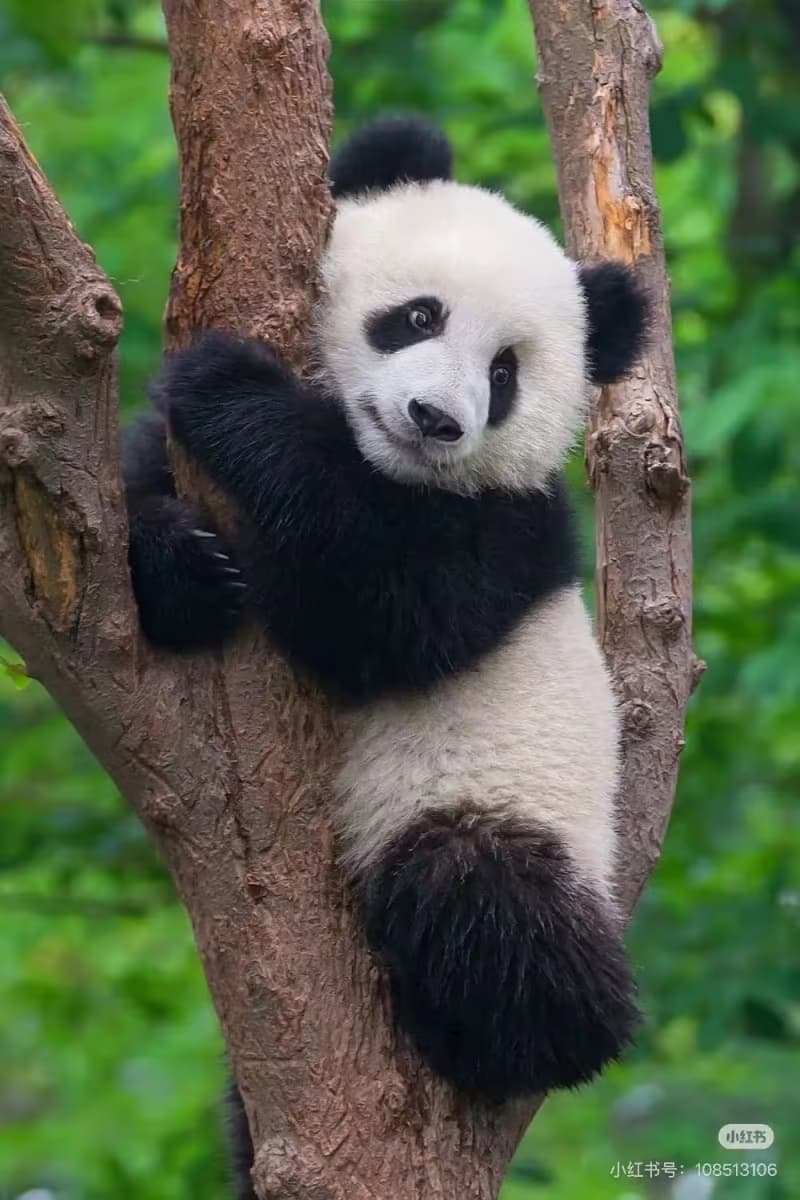 Giant Panda Experience in China: How to Choose and Plan Your Visit